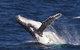 Whale Watching On Keswick Island - thumb 0