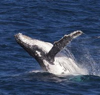 Whale Watching on Keswick Island - Accommodation Nelson Bay