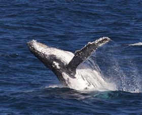 Whale Watching On Keswick Island - Accommodation Nelson Bay 0