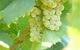 Baptista - David Traeger - thumb 3