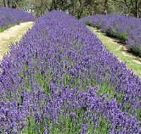 Yuulong Lavender Estate - Accommodation Nelson Bay