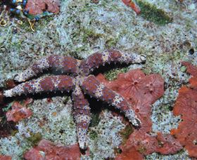 Challenger Bay Dive Site - Accommodation Nelson Bay 2