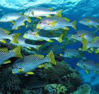 Challenger Bay Dive Site - Accommodation Nelson Bay