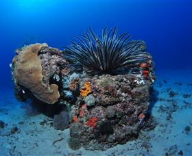Challenger Bay Dive Site - Accommodation Nelson Bay 1