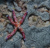 Clam Gardens Dive Site - Accommodation Nelson Bay