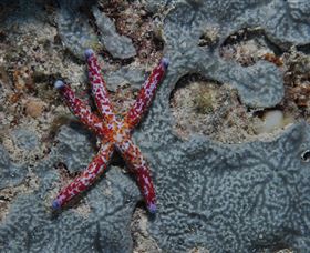 Clam Gardens Dive Site - Accommodation Nelson Bay 0