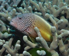 Clam Gardens Dive Site - Accommodation Nelson Bay 3