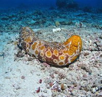 Two Towers Dive Site - Accommodation Nelson Bay