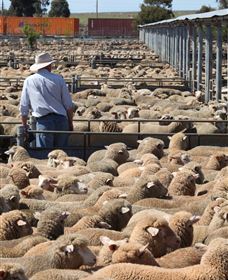 Livestock Marketing Centre - Accommodation Nelson Bay 0