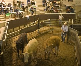 Livestock Marketing Centre - Accommodation Nelson Bay 1