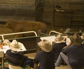 Livestock Marketing Centre - Accommodation Nelson Bay 2