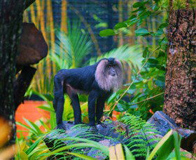 The Rockhampton Zoo - Accommodation Nelson Bay 3