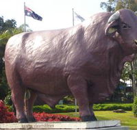 Rockhampton Bull Statues - Accommodation Nelson Bay