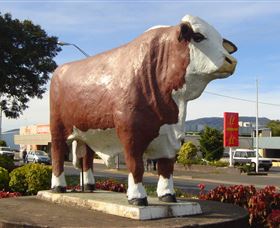 Rockhampton Bull Statues - Accommodation Nelson Bay 2