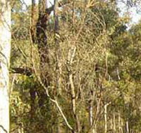 Warby-Ovens National Park