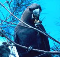 Mount Archer National Park - Accommodation Nelson Bay