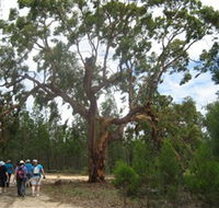 Koorilgur Nature Reserve - Accommodation Nelson Bay