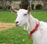 Dunkell Goats - Accommodation Nelson Bay