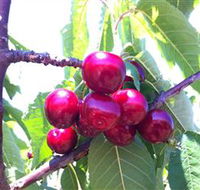 Ballinaclash Orchard and Cellar Door - Accommodation Nelson Bay
