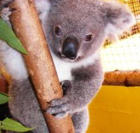 Cooberrie Park Wildlife Sanctuary - Accommodation Nelson Bay