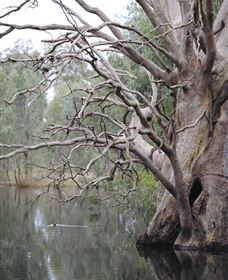 Wonga Wetlands - Accommodation Nelson Bay 3