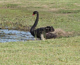 Wonga Wetlands - Accommodation Nelson Bay 6