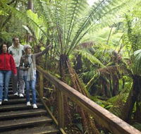Otway Fly Treetop Adventures - Accommodation Nelson Bay
