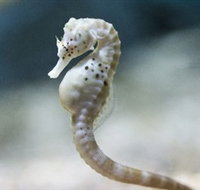 SEA LIFE Melbourne Aquarium - Accommodation Nelson Bay