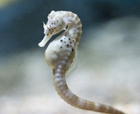 SEA LIFE Melbourne Aquarium - Accommodation Nelson Bay 0