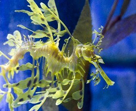 SEA LIFE Melbourne Aquarium - Accommodation Nelson Bay 1