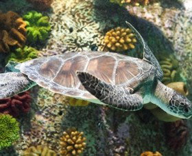SEA LIFE Melbourne Aquarium - Accommodation Nelson Bay 5