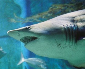 SEA LIFE Melbourne Aquarium - Accommodation Nelson Bay 8