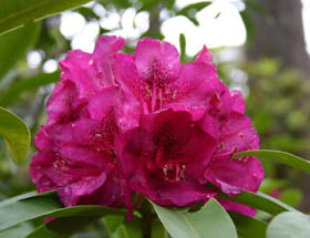 Campbell Rhododendron Gardens - Accommodation Nelson Bay 0