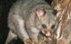 Moondarra State Park - thumb 0