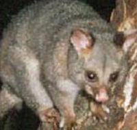 Moondarra State Park - Accommodation Nelson Bay