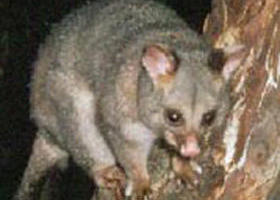 Moondarra State Park - Accommodation Nelson Bay 0