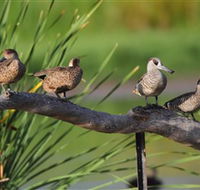 Jerrabomberra Wetlands - Accommodation Nelson Bay