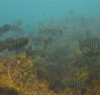 Bunurong Marine and Coastal Park - Accommodation Nelson Bay
