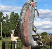 Big Trout - Accommodation Nelson Bay