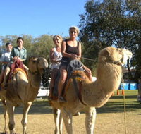 Calamunnda Camel Farm  - Accommodation Nelson Bay