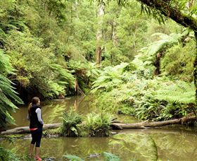 Morwell National Park - Accommodation Nelson Bay 0