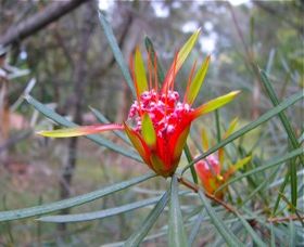 Glenbrook Native Plant Reserve And Nursery - Accommodation Nelson Bay 0