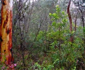 Glenbrook Native Plant Reserve And Nursery - Accommodation Nelson Bay 2