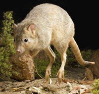 Kanyana Wildlife Rehabilitation Centre - Accommodation Nelson Bay