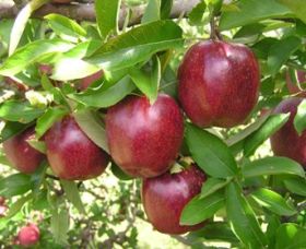 Top 40 Orchard - Accommodation Nelson Bay 0