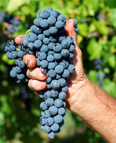 Stonehurst Cedar Creek Vineyard - Accommodation Nelson Bay 5