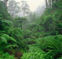 Tarra Bulga National Park - Accommodation Nelson Bay