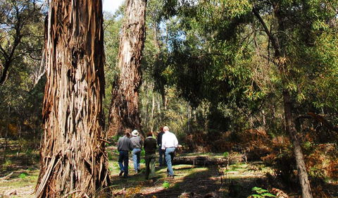 Tallaganda National Park - Accommodation Nelson Bay 0