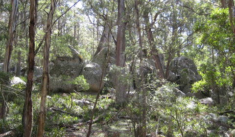 Tallaganda National Park - Accommodation Nelson Bay 2