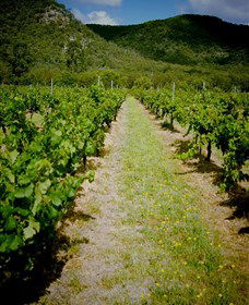 Gartelmann Wines - Accommodation Nelson Bay 0